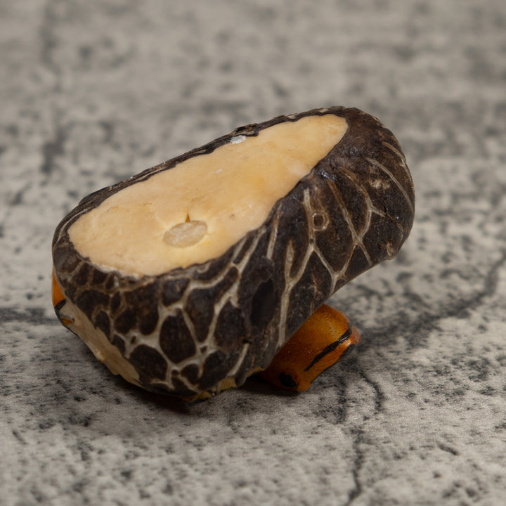 Vintage Gold And Black Frog Tagua Carving