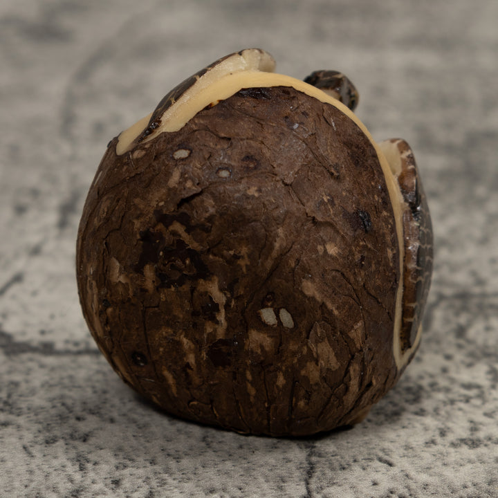 Sea Turtle Emerging From Egg Tagua Carving