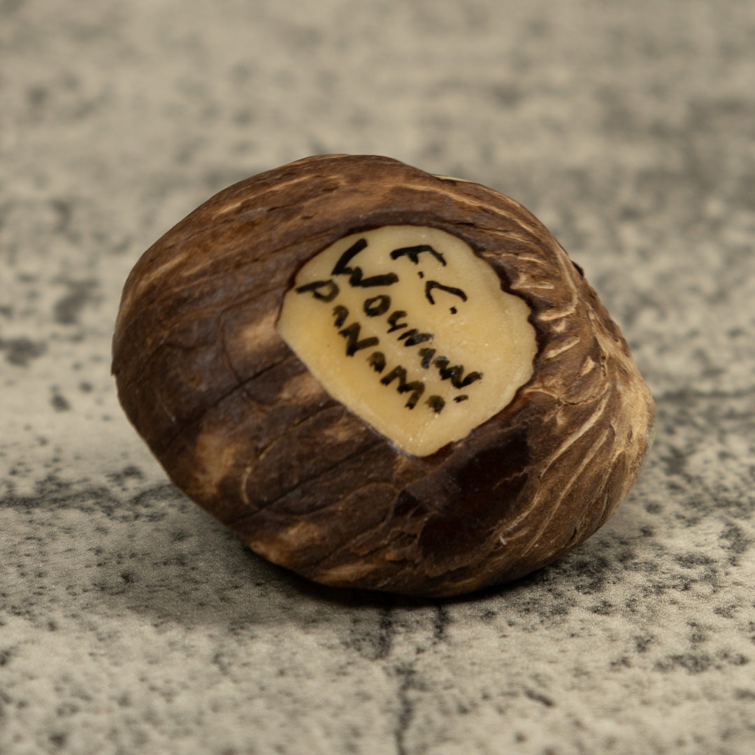 Blue And Black Poison Dart Frog Tagua Carving