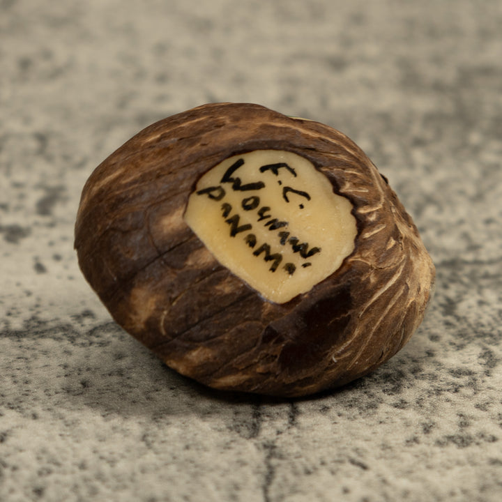 Blue And Black Poison Dart Frog Tagua Carving