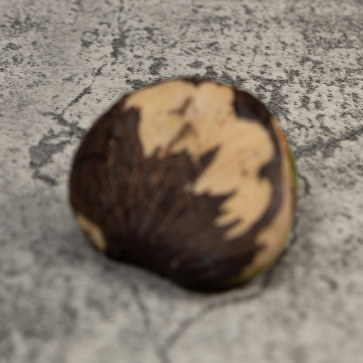 Gold And Black Poison Dart Frog Tagua Carving