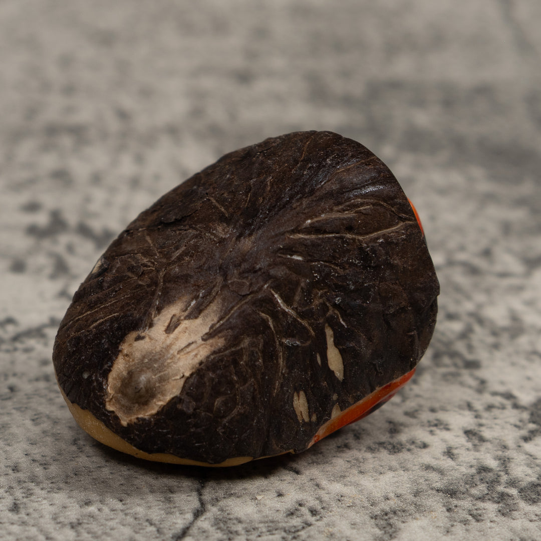 Vintage Black And Red Frog Tagua Carving