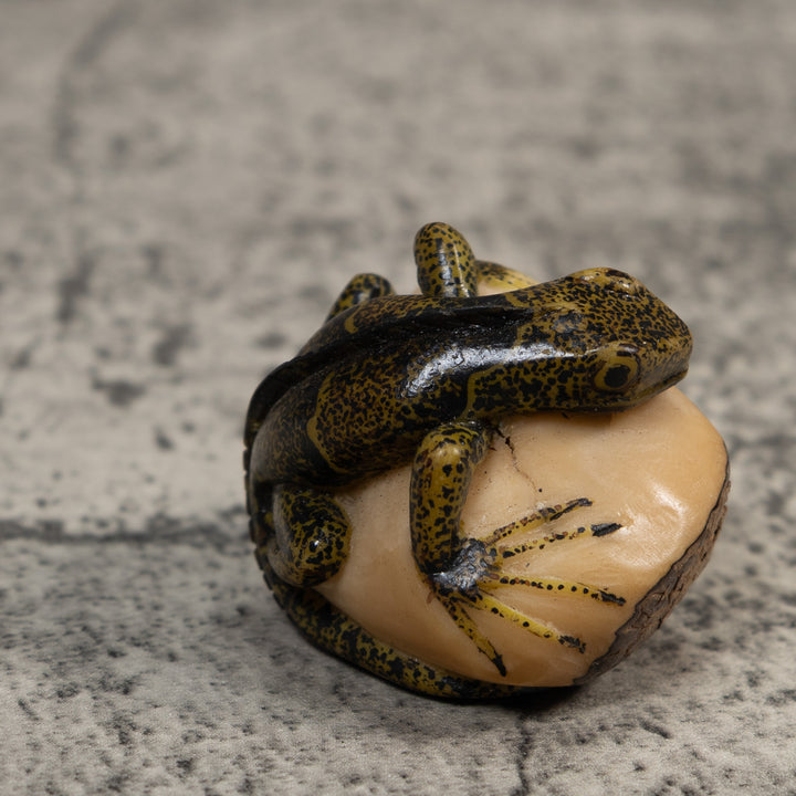 Brown And Black Iguana Lizard Tagua Carving