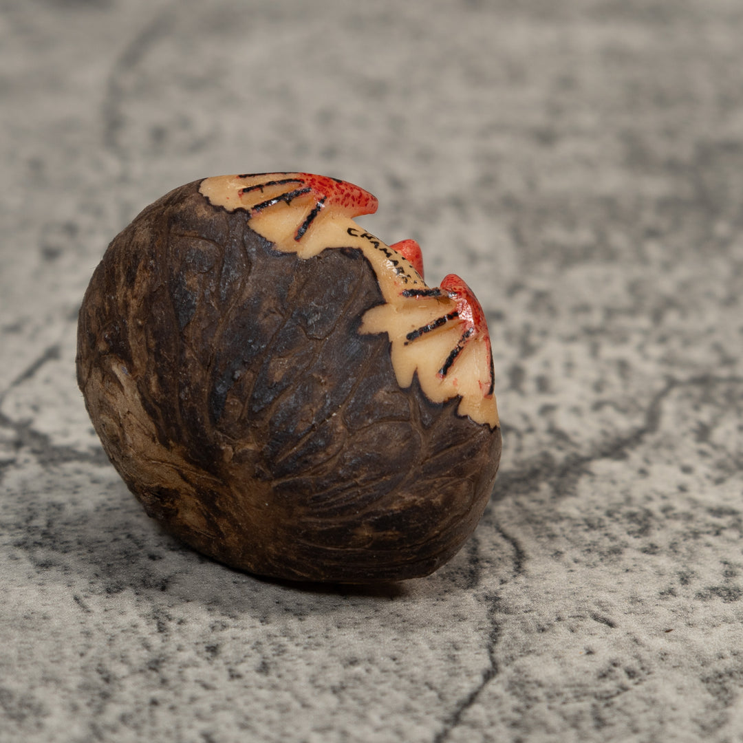 Vintage Red And Black Poison Dart Frog Tagua Carving