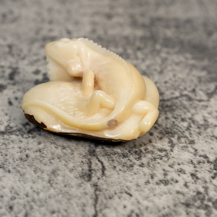 Natural White Iguana Lizard Tagua Carving