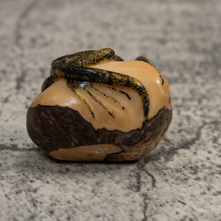 Brown And Black Iguana Lizard Tagua Carving