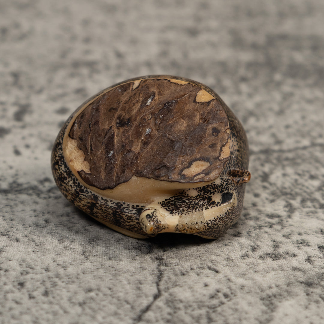 Vintage Black And White Coatimundi Tagua Carving