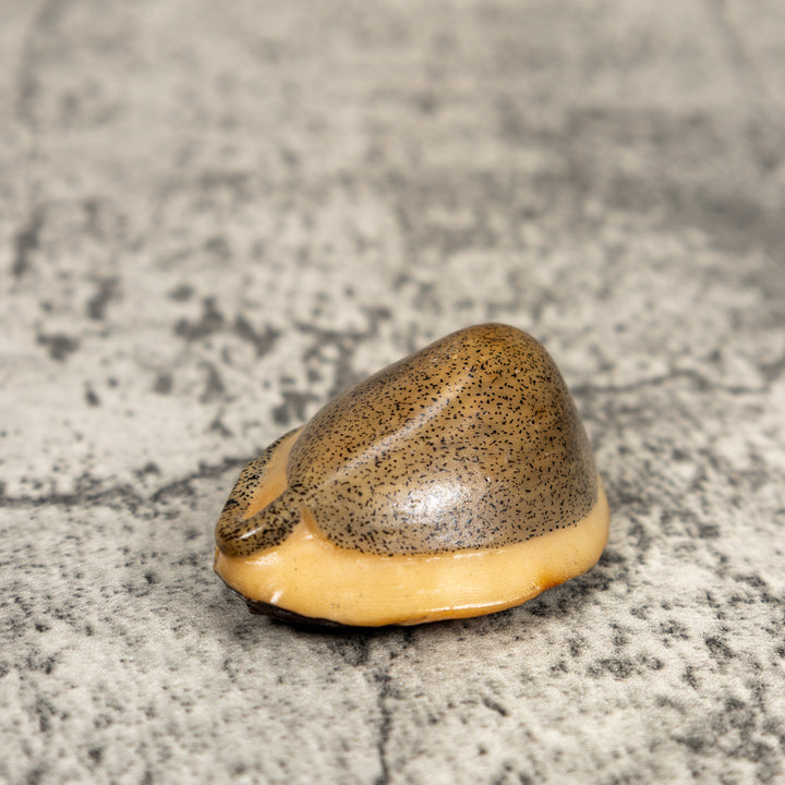 Ocean Stingray Tagua Carving