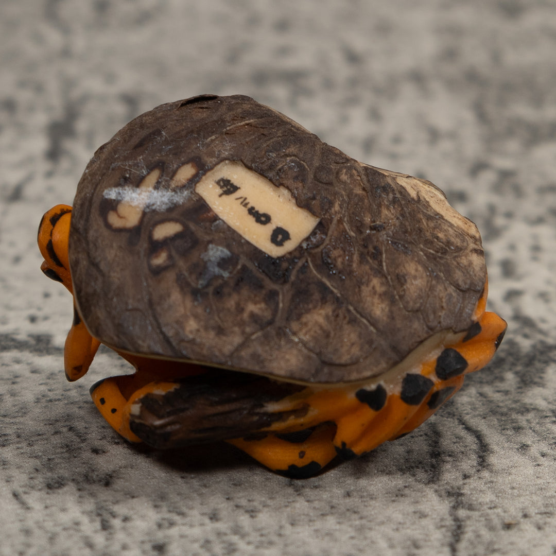 Vintage Double Black And Gold Frog Tagua Carving