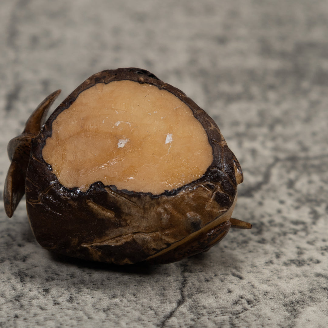 Vintage Shrimp Tagua Carving