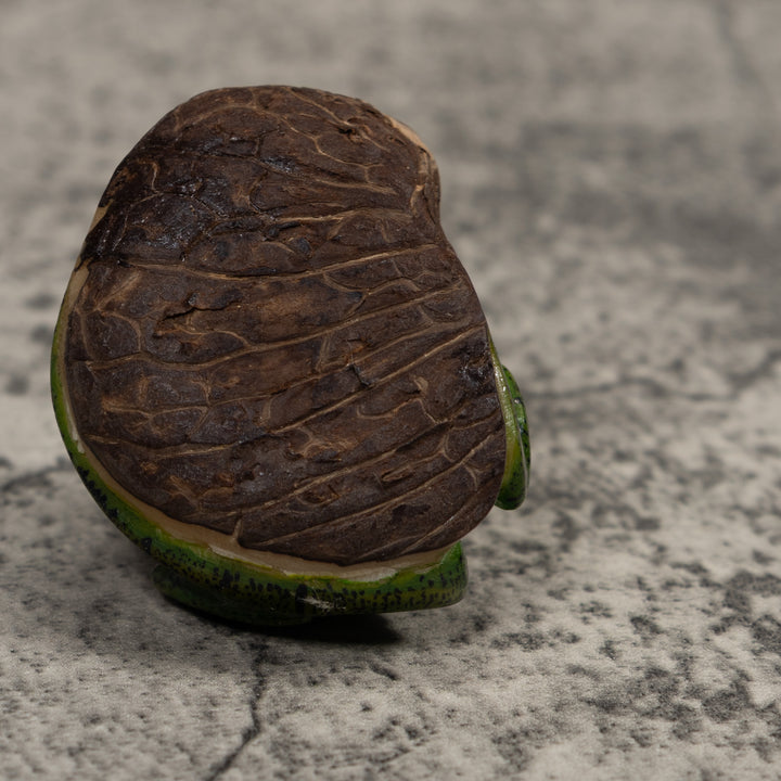 Iguana Lizard Reptile Tagua Carving