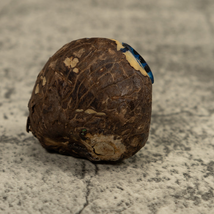 Poison Dart Blue Frog Tagua Carving