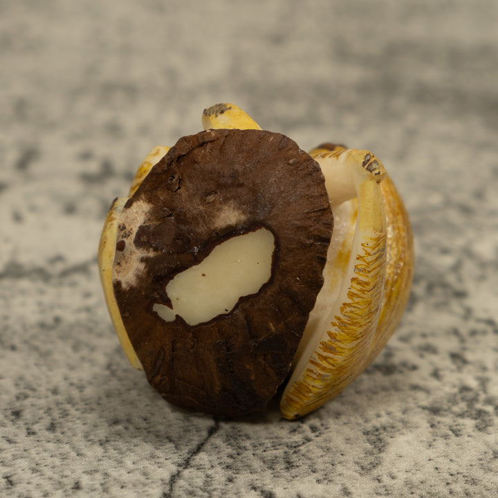 Brown Sloth Tagua Carving