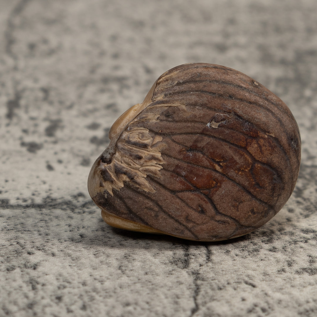 Pale Yellow And Black Jungle Frog Tagua Carving