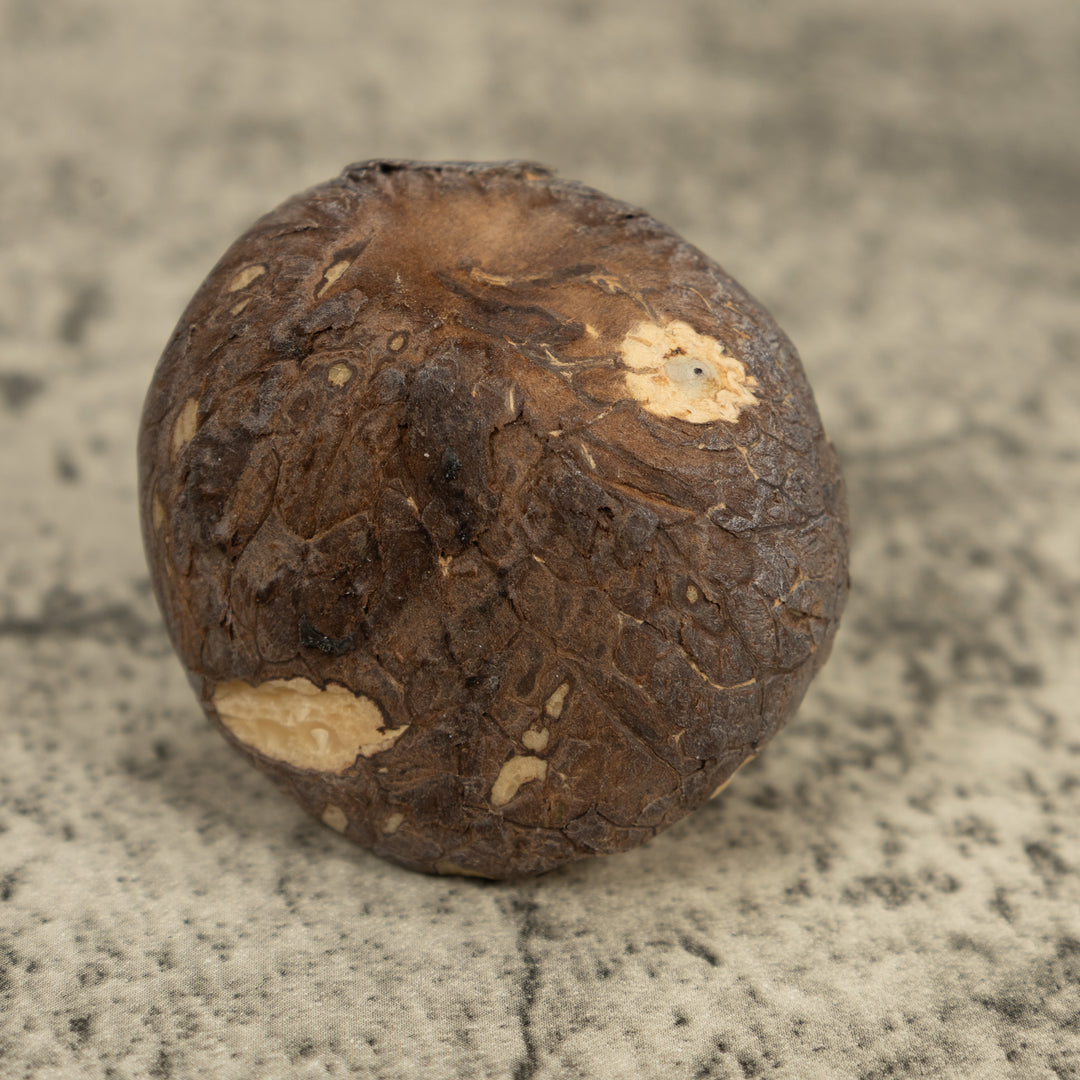 Natural White Frog Tagua Carving