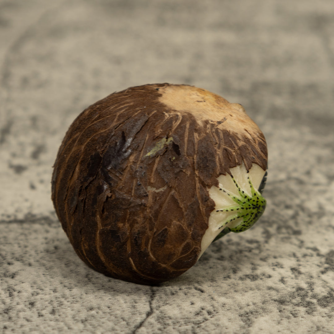 Iguana Lizard Tagua Carving