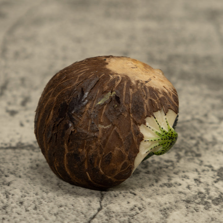 Iguana Lizard Tagua Carving