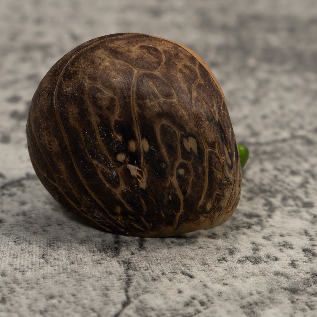 Vintage Green And Black Poison Dart Frog Tagua Carving