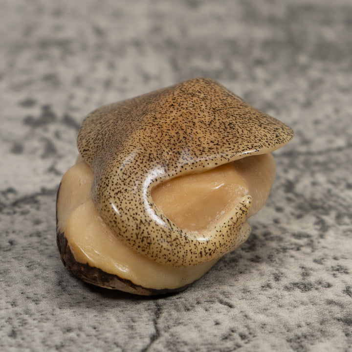 Vintage Stingray Tagua Carving