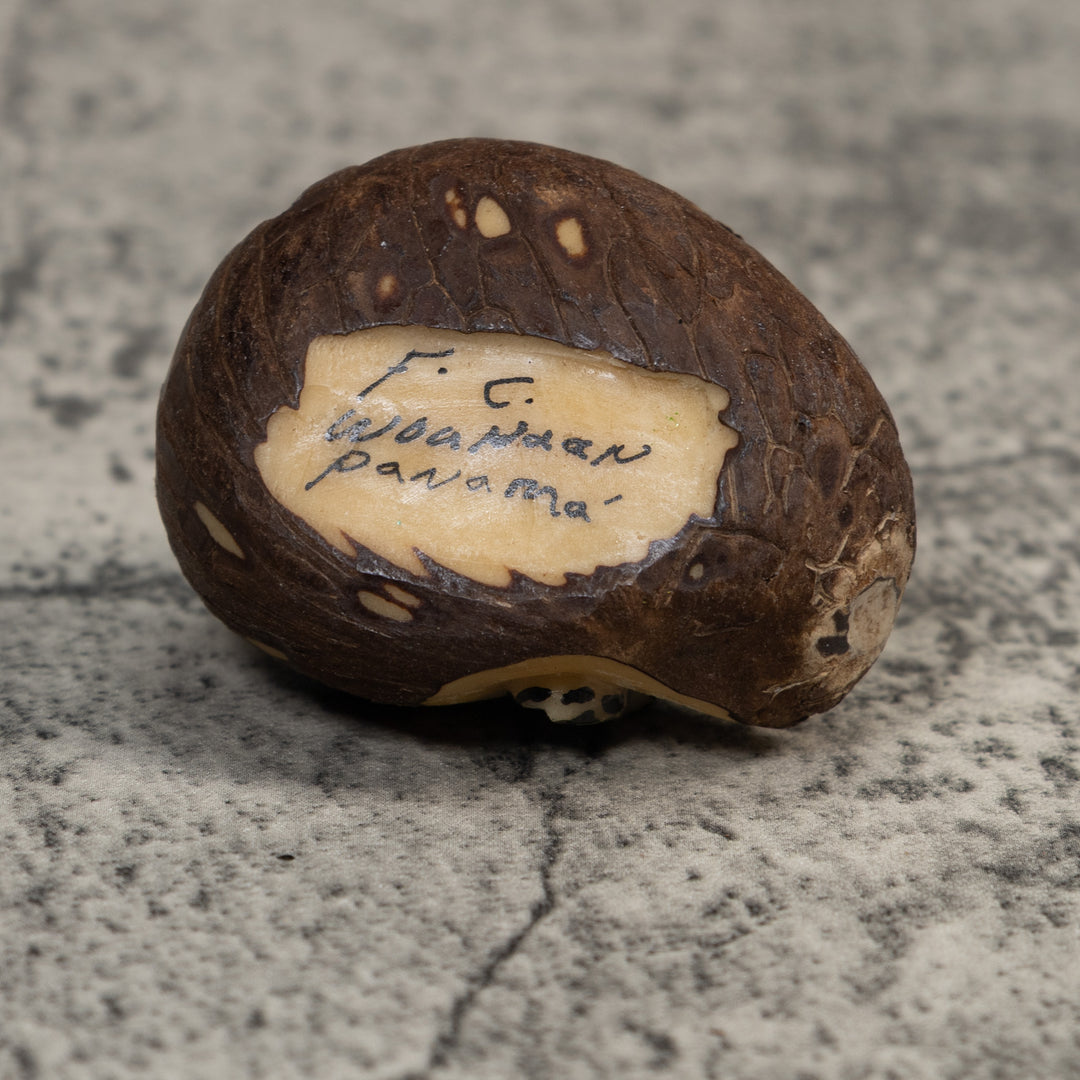 Red Black And Yellow Poison Dart Frog Tagua Carving