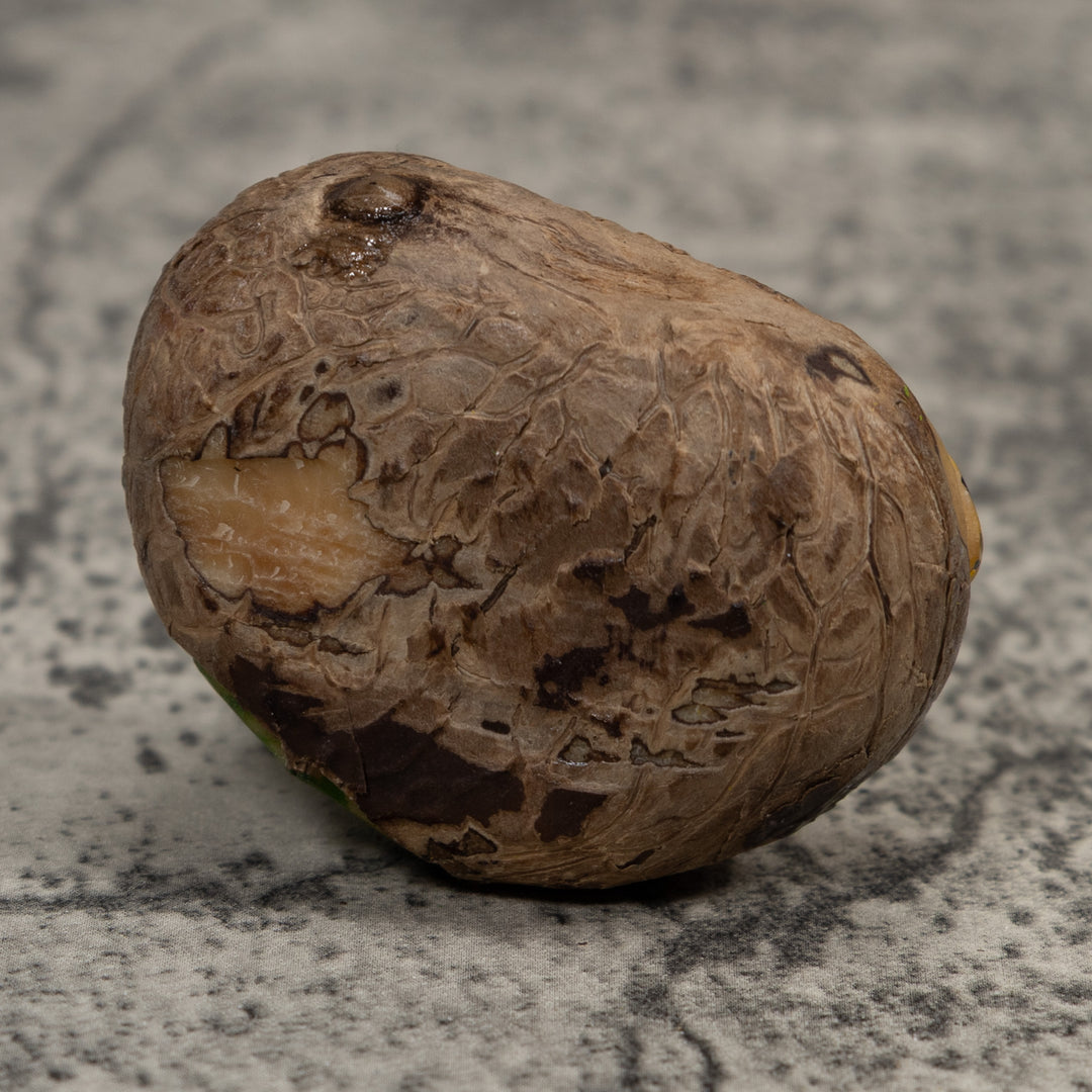 Poison Dart Frog Tagua Carving