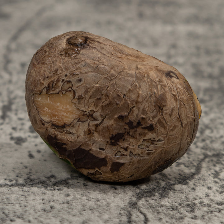 Poison Dart Frog Tagua Carving