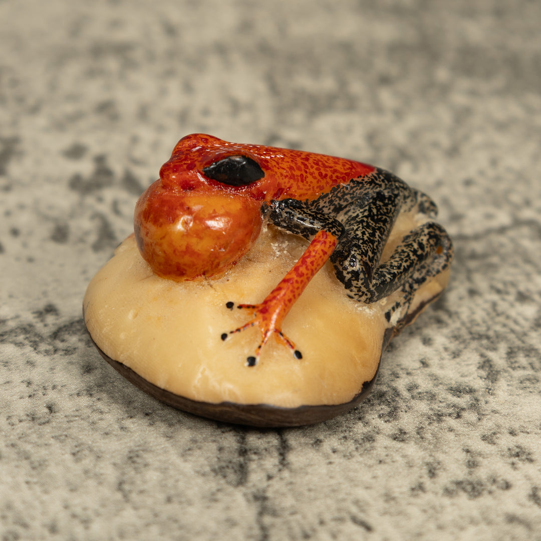 Black And Orange Blow Throat Frog Tagua Carving