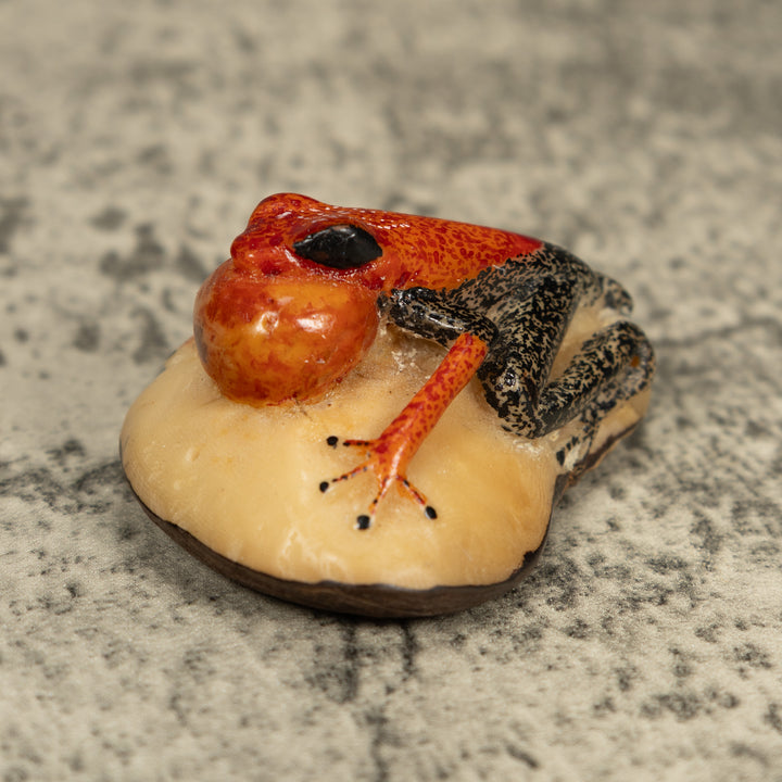 Black And Orange Blow Throat Frog Tagua Carving