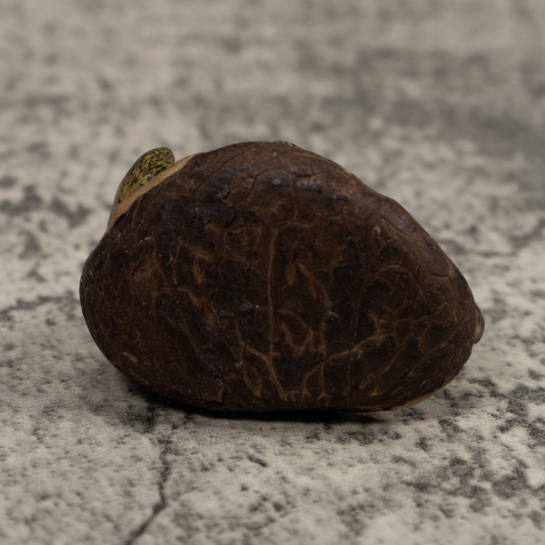 Iguana Lizard Reptile Tagua Carving