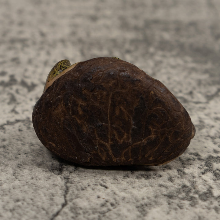 Iguana Lizard Reptile Tagua Carving