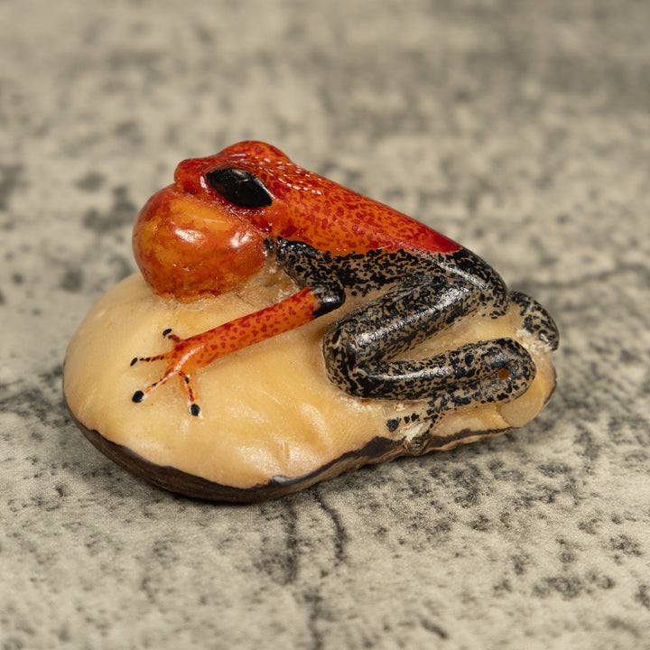 Black And Orange Blow Throat Frog Tagua Carving