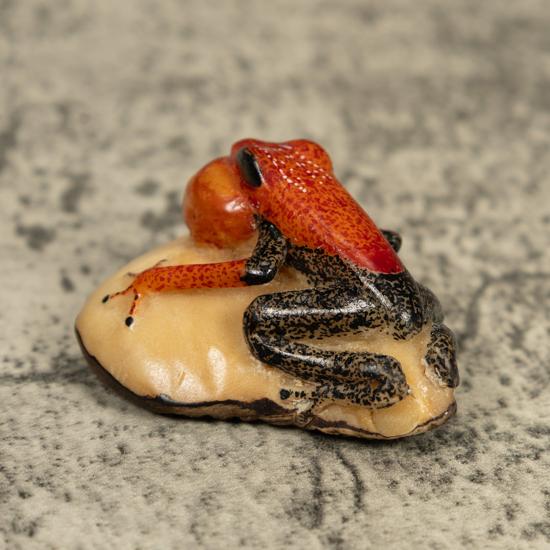 Black And Orange Blow Throat Frog Tagua Carving