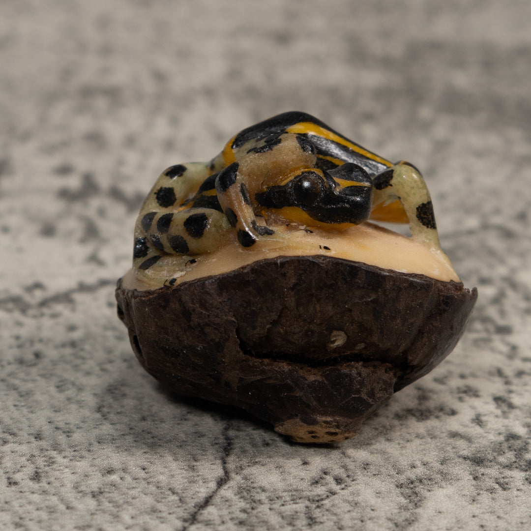 Gold And Black Poison Dart Frog Tagua Carving