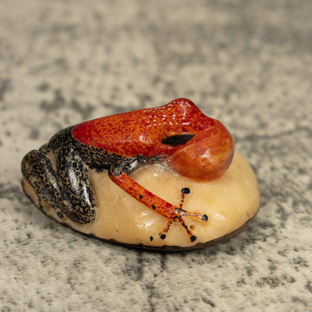 Black And Orange Blow Throat Frog Tagua Carving