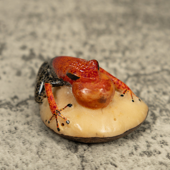 Black And Orange Blow Throat Frog Tagua Carving