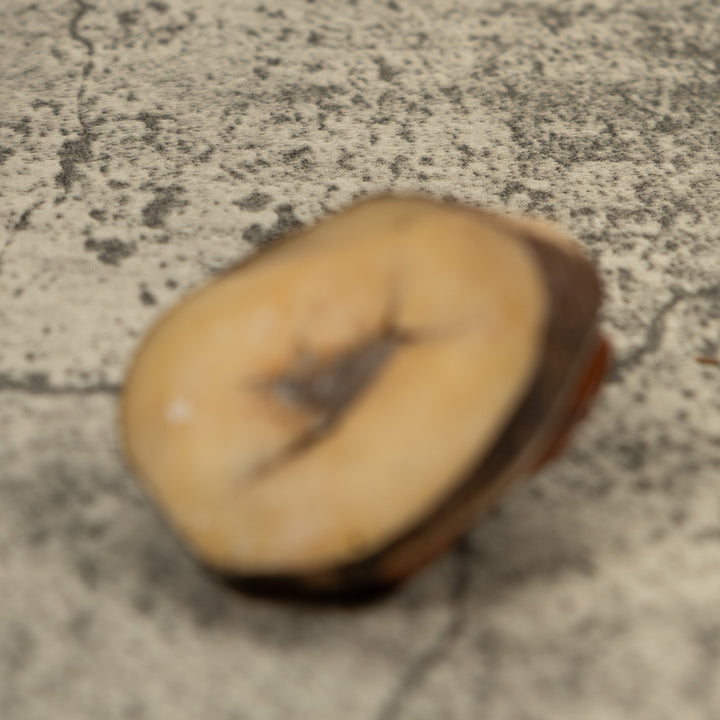 Starfish Tagua Carving