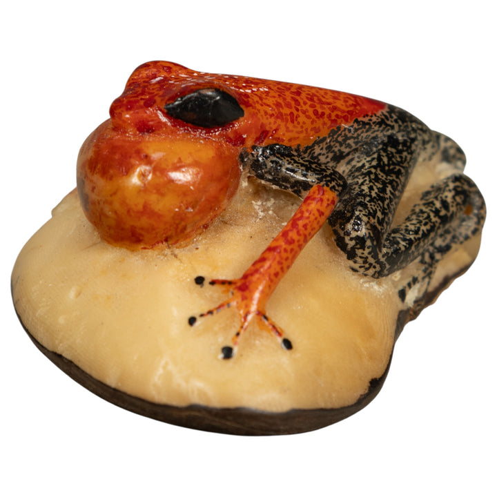 Black And Orange Blow Throat Frog Tagua Carving