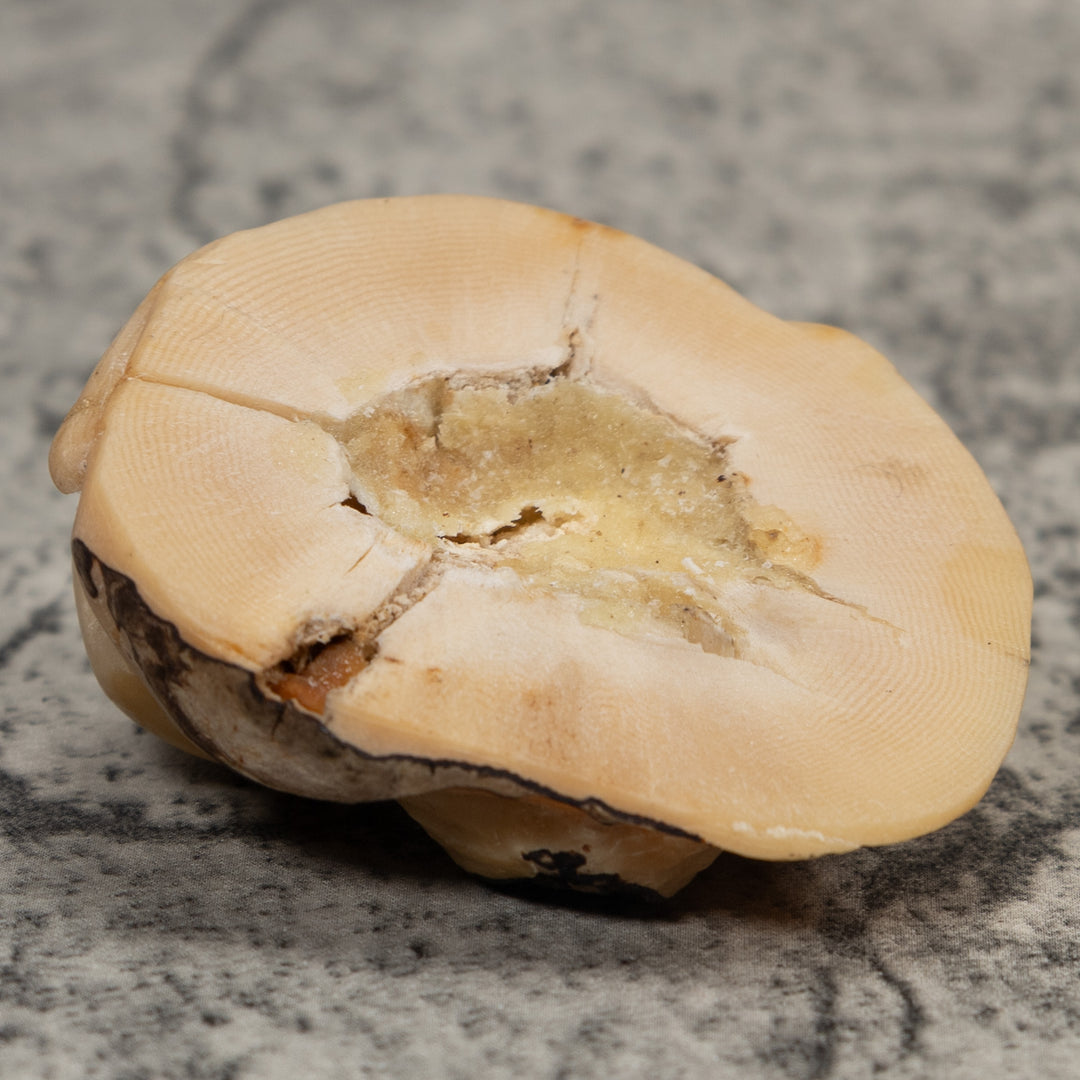 Vintage White Neque Agouti Tagua Carving