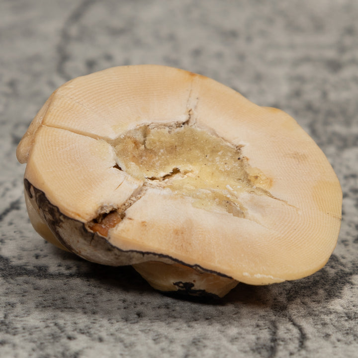 Vintage White Neque Agouti Tagua Carving