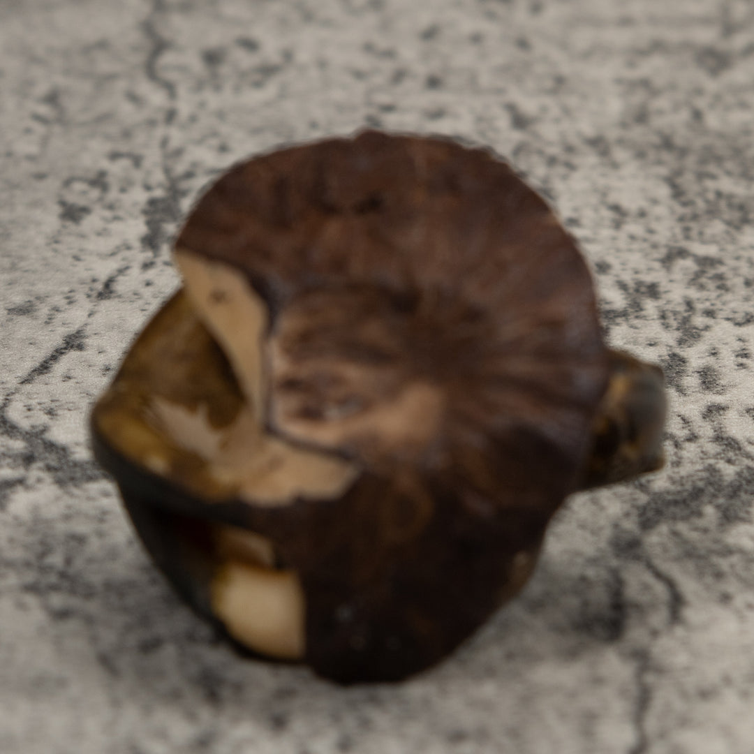 Vintage Brown Anteater Tagua Carving