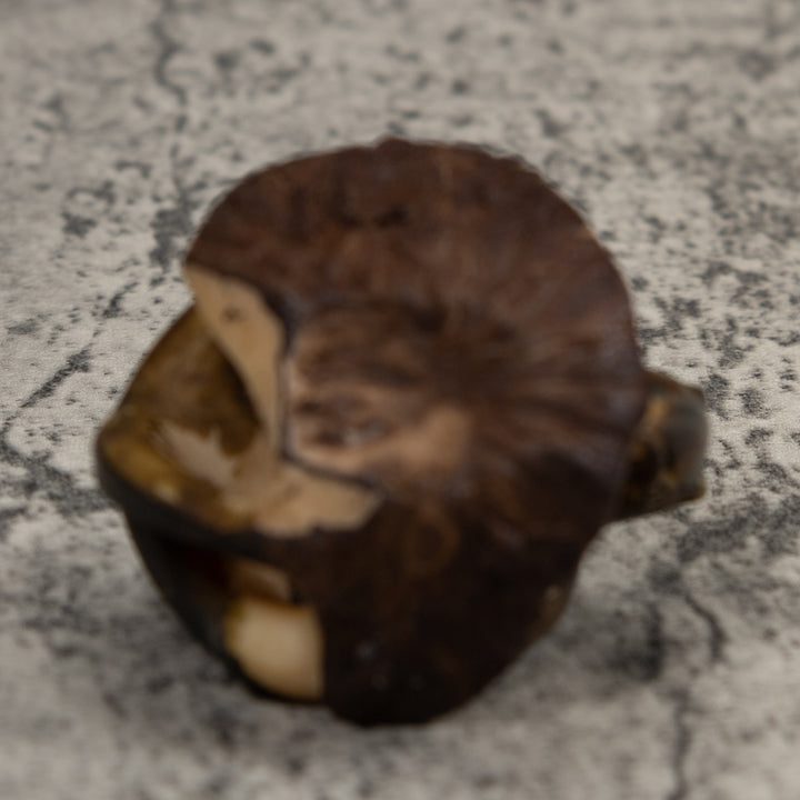 Vintage Brown Anteater Tagua Carving