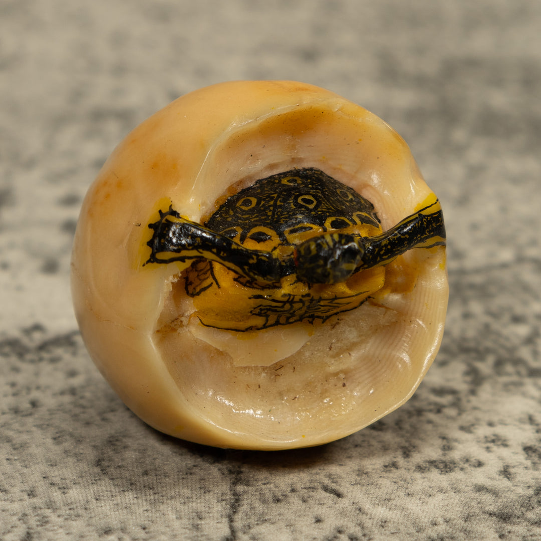 Turtle And Egg Tagua Carving