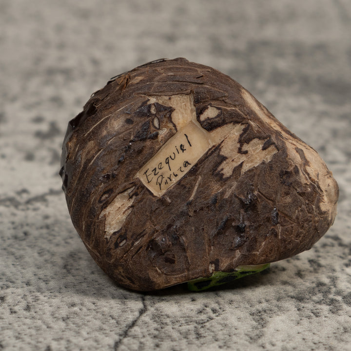 Vintage Black Green And Gold Frog Tagua Carving