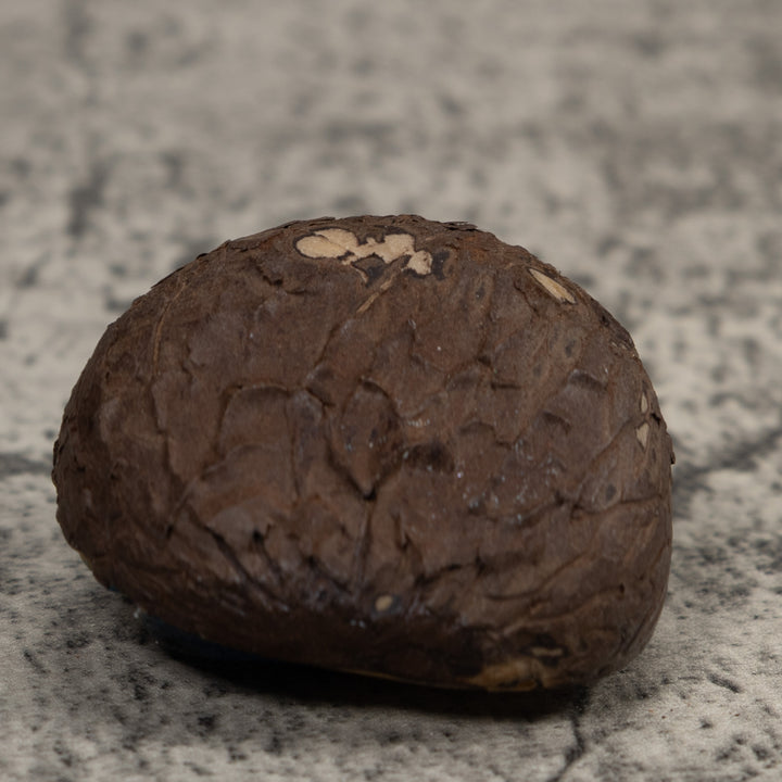 Vintage Red And Blue Poison Dart Frog Tagua Carving