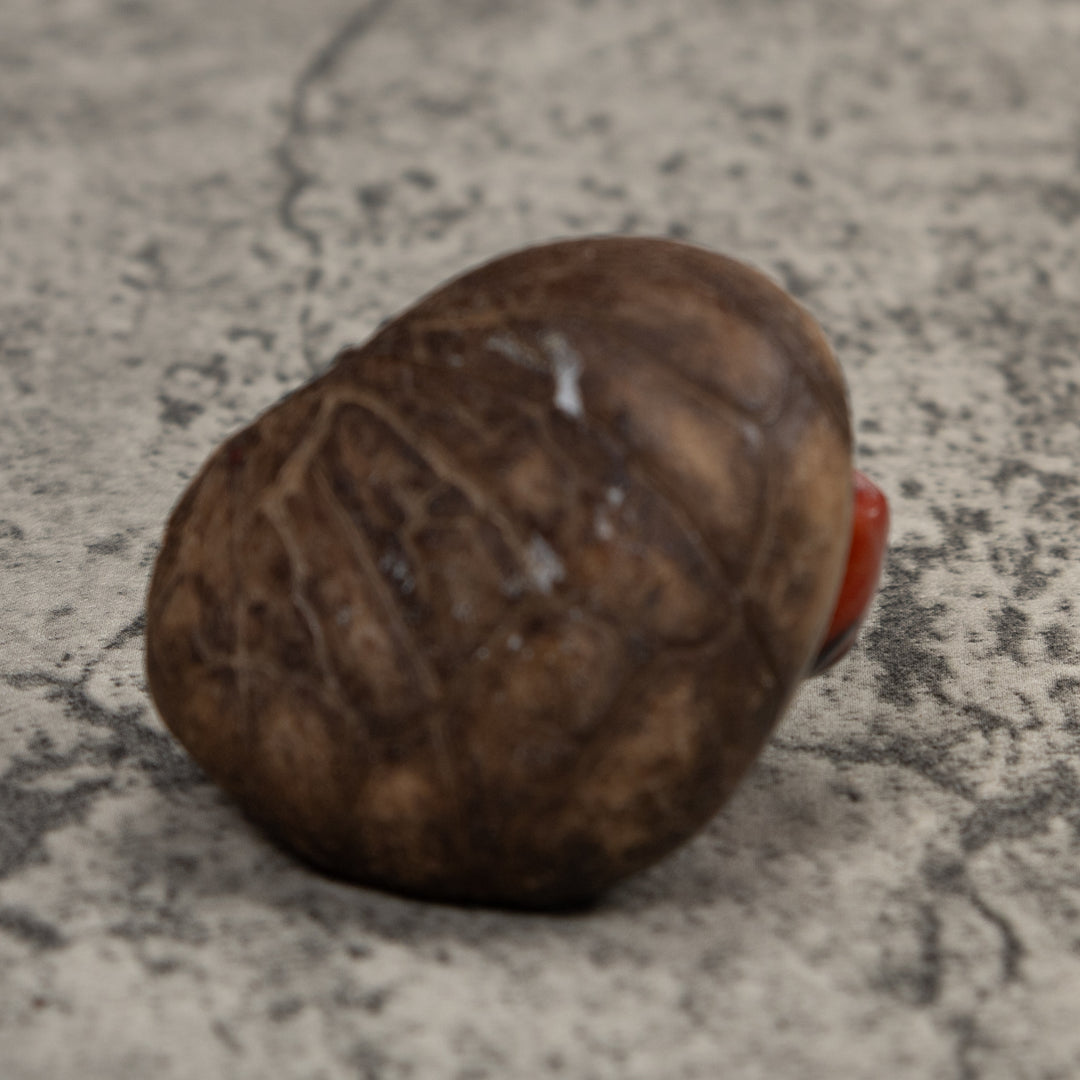 Vintage Red And Black Frog Tagua Carving