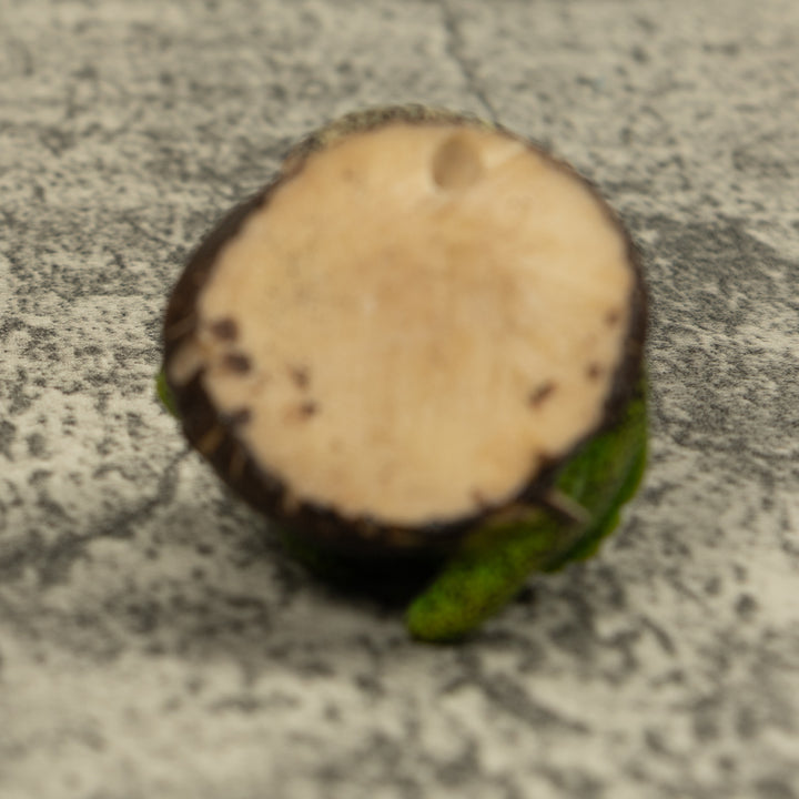 Vintage Iguana Lizard Reptile Tagua Carving