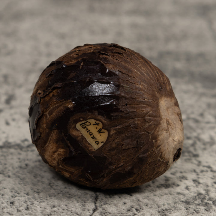 Poison Dart Frog Tagua Carving