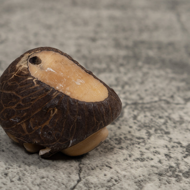 Vintage Natural White With Shuck Insect Carving