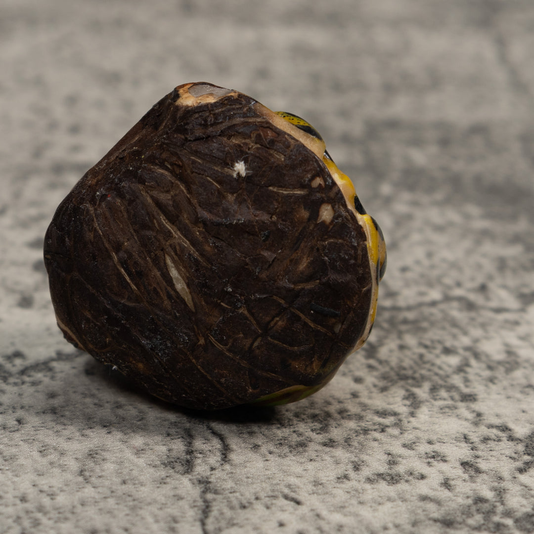 Yellow Green And Black Jungle Frog Tagua Carving