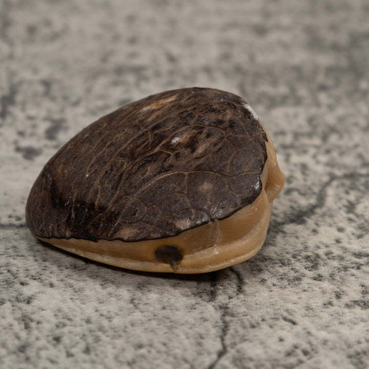 Vintage Iguana And Frog Tagua Carving